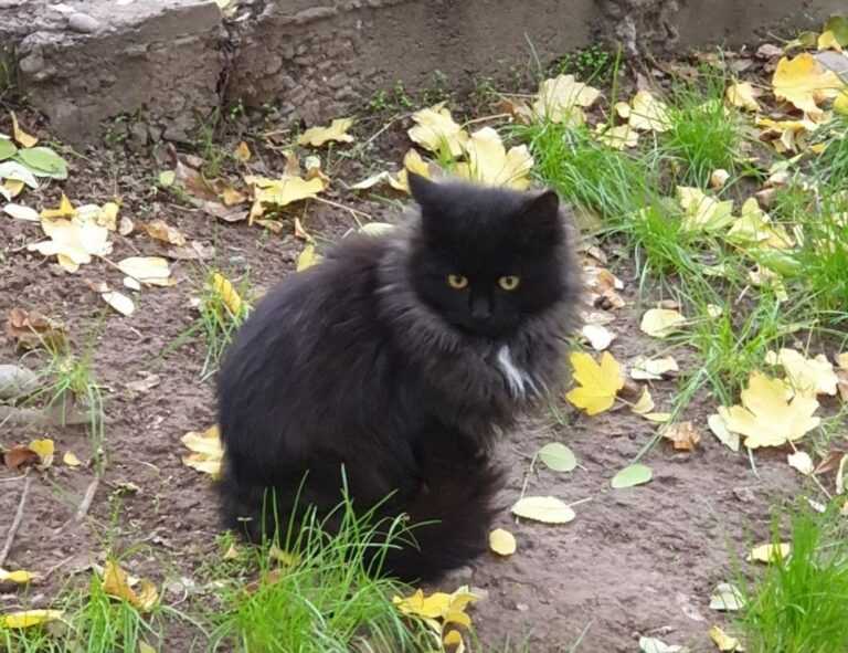 proimaginepicksonline