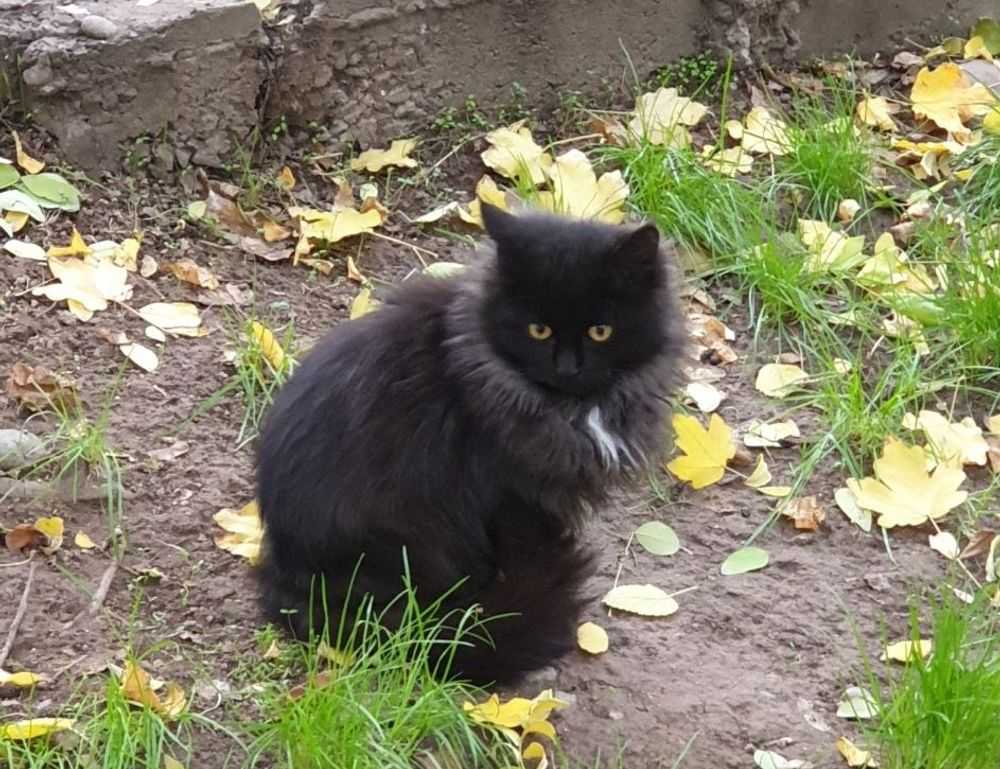 proimaginepicksonline