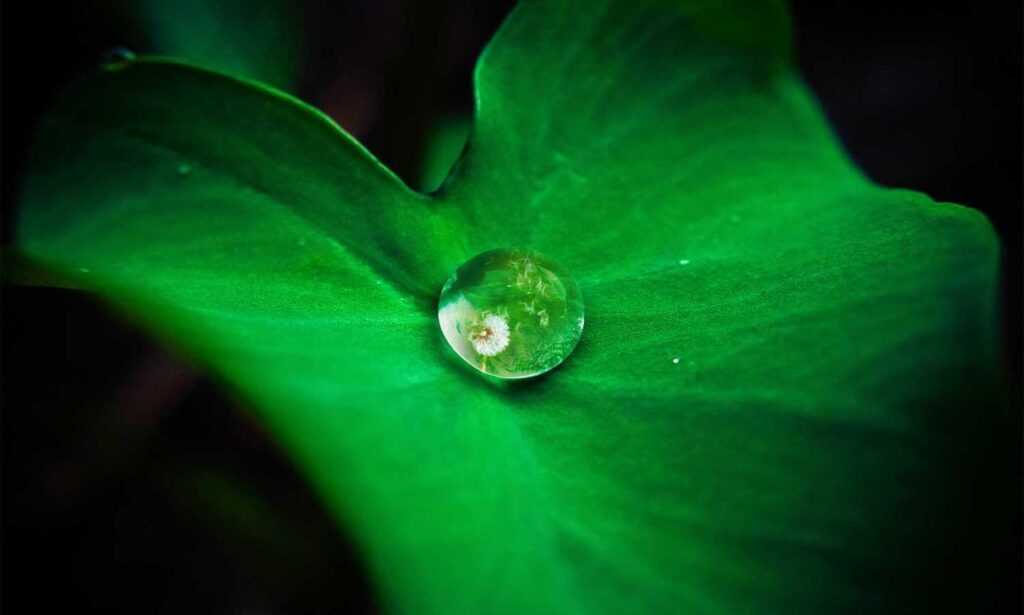 what noodles do you use for zavagouda