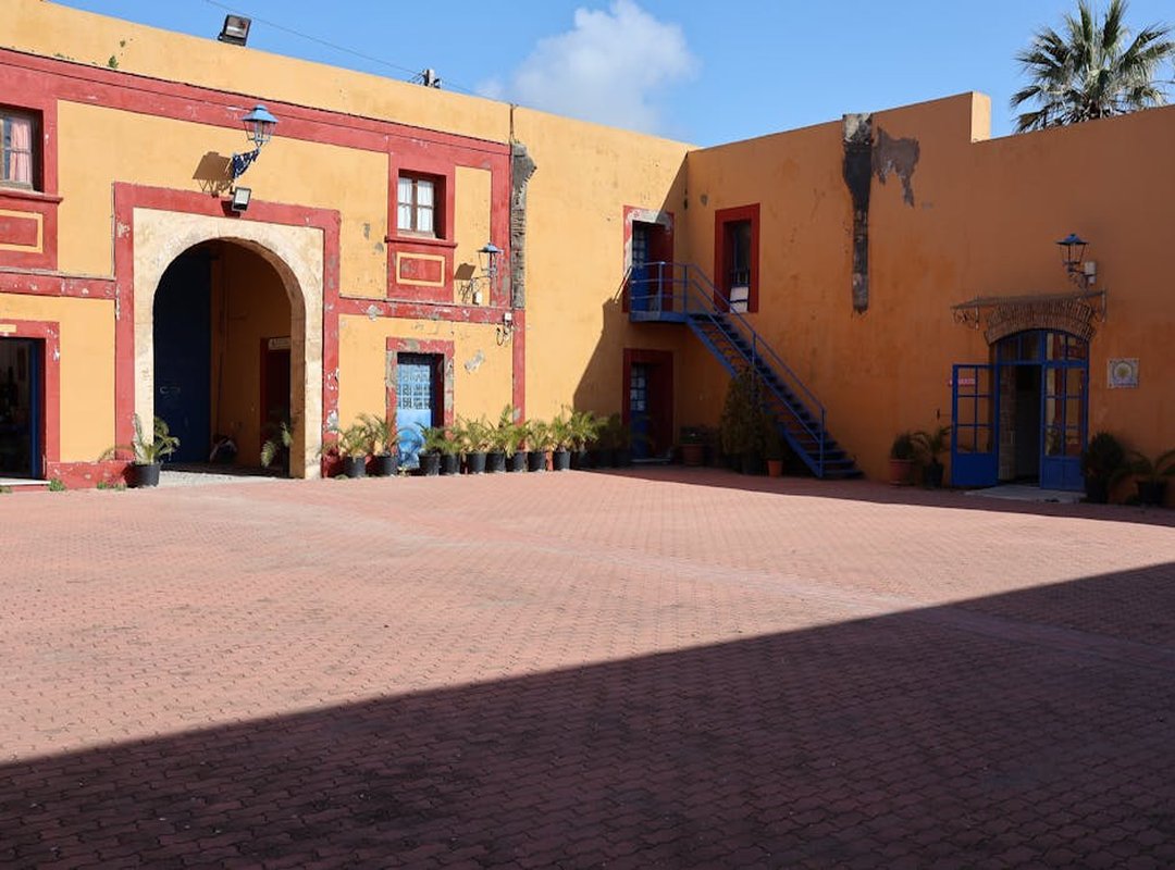 Elige el Ave Perfecta: Simbolismo de Especies Populares