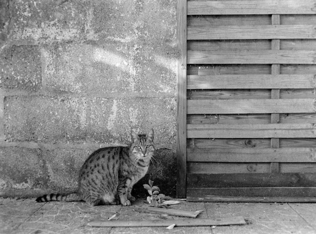 苍鹭与少年线上看